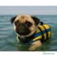 Gilet de sauvetage PET Vest Osculati
